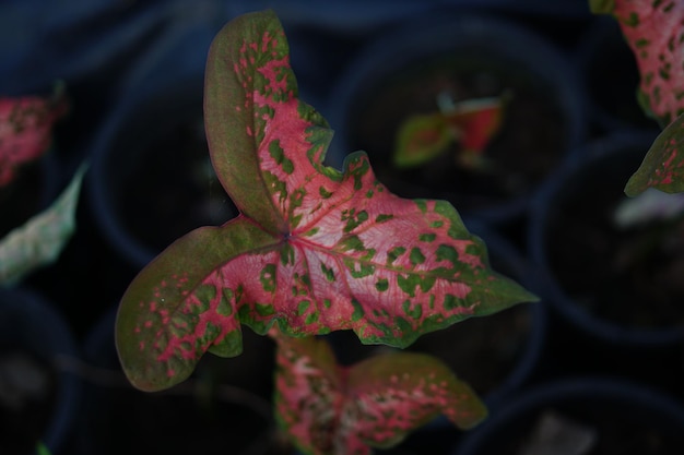 Hermosa hoja colorida bicolor de Caladium en el jardín