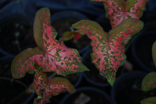 Hermosa hoja colorida bicolor de Caladium en el jardín