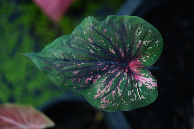 Hermosa hoja colorida bicolor de Caladium en el jardín