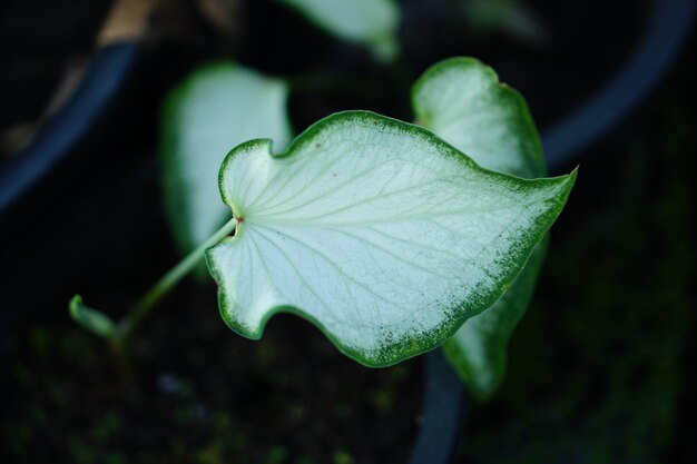 Hermosa hoja colorida bicolor de Caladium en el jardín