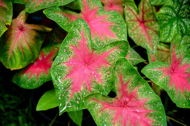 Hermosa hoja colorida Caladium bicolor en el jardín.