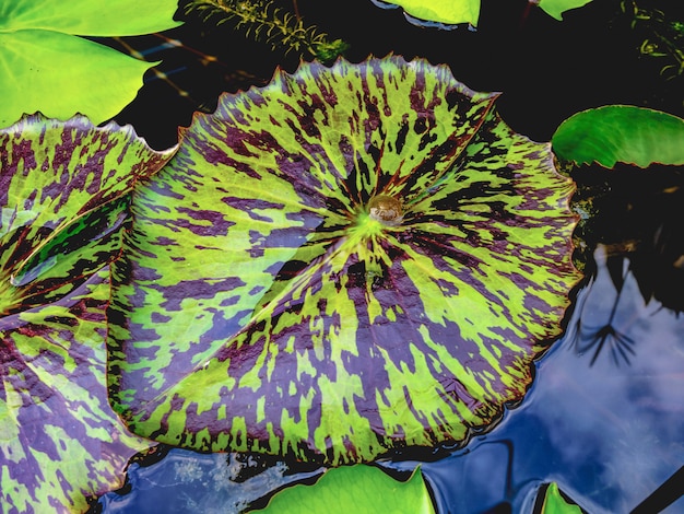 Hermosa hoja de loto en el estanque de agua