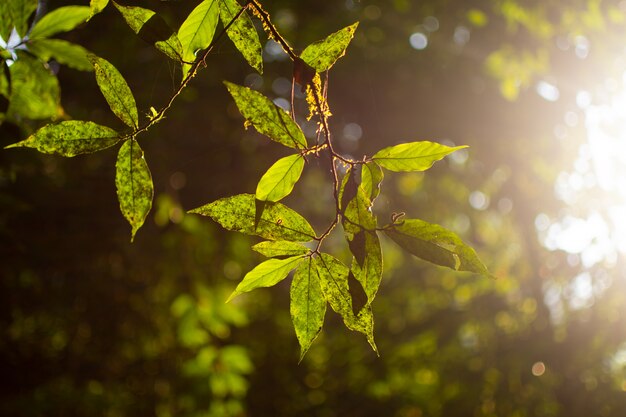 Hermosa hoja con la luz de la mañana.