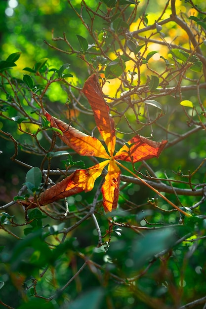 Una hermosa hoja de otoño con bonita forma y frente a un fondo verde