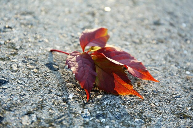 Hermosa hoja de otoño en la carretera