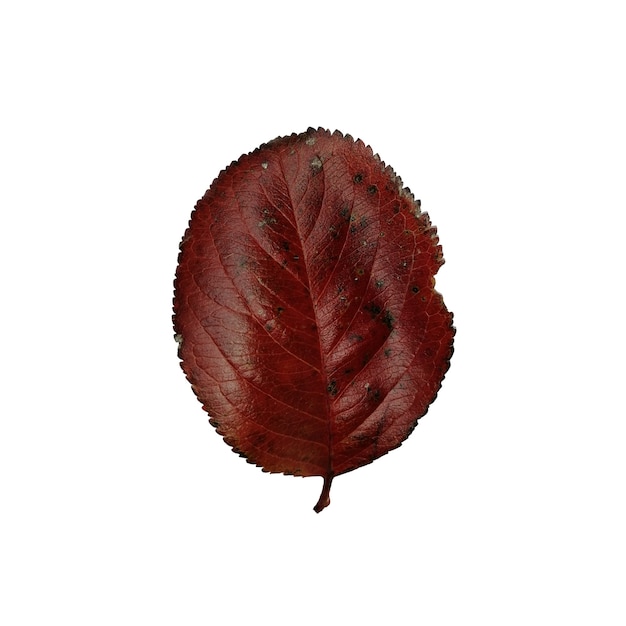 Foto hermosa hoja de otoño colorida aislada sobre fondo blanco hoja de chokeberry rojo oscuro