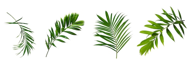Hermosa hoja de palma verde aislada sobre fondo blanco con elementos de diseño hoja tropical