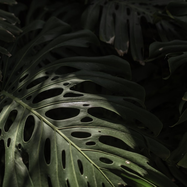 Hermosa hoja de palma verde con rayos de sol