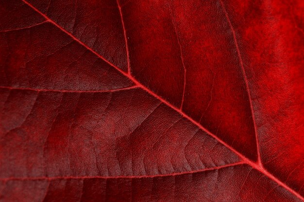 Hermosa hoja roja de cerca