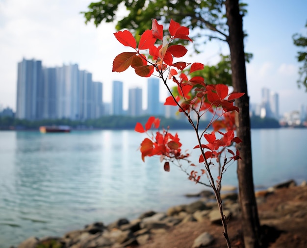 La hermosa hoja roja en la ciudad de Hong Kong