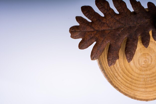 Hermosa hoja seca de otoño colocada sobre un trozo de madera sobre un fondo blanco