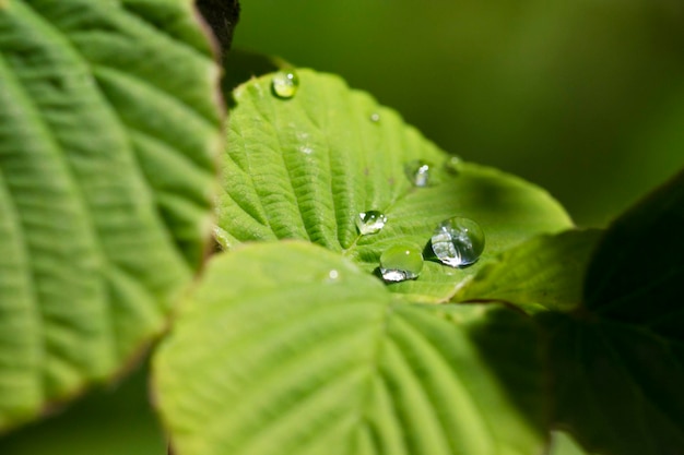 Hermosa hoja de trébol delicada con una hermosa textura y gotas de rocío después de la lluvia