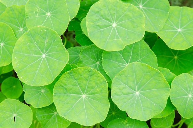 Hermosa hoja verde para el fondo de la naturaleza