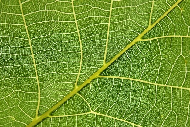 Hermosa hoja verde fresca como primer plano de fondo