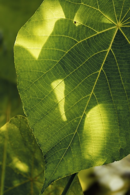 Hermosa hoja verde fresca en la naturaleza Fotografía macro.