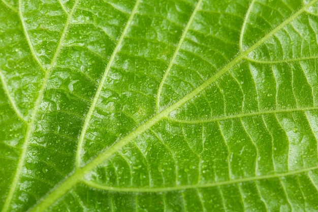 Hermosa hoja verde con gotas de agua de cerca