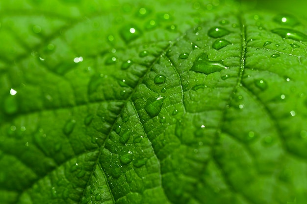 Hermosa hoja verde con gotas de agua.