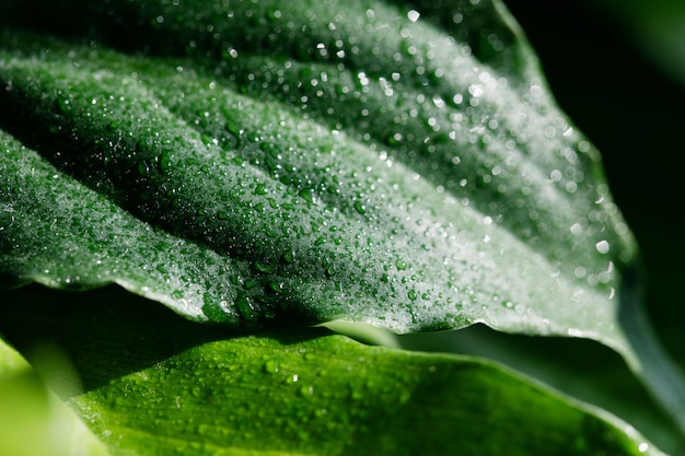 Hermosa hoja verde con gotas de agua