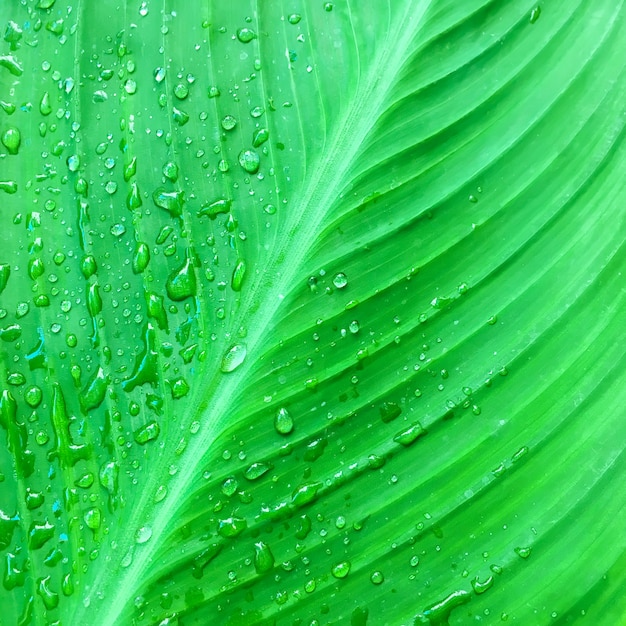 Hermosa hoja verde con gotas de rocío