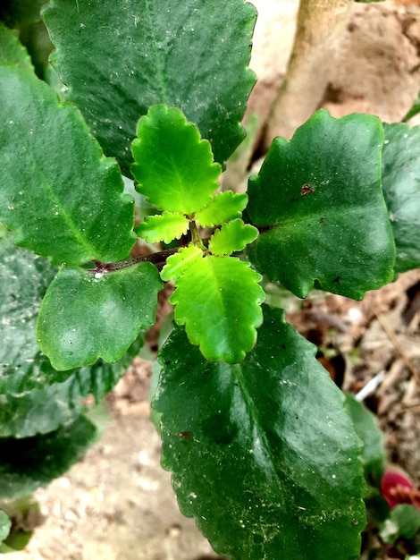 Foto hermosa hoja verde