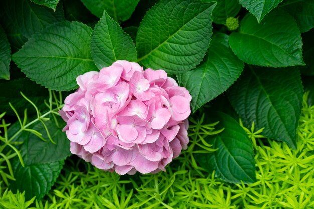 Hermosa hortensia azul o flor de hortensia (Hydrangea macrophylla) en ligeras variaciones de color que van del azul al púrpura.