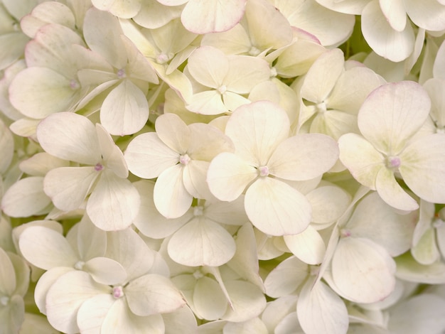 Hermosa hortensia beige de cerca. Fondo natural artístico.