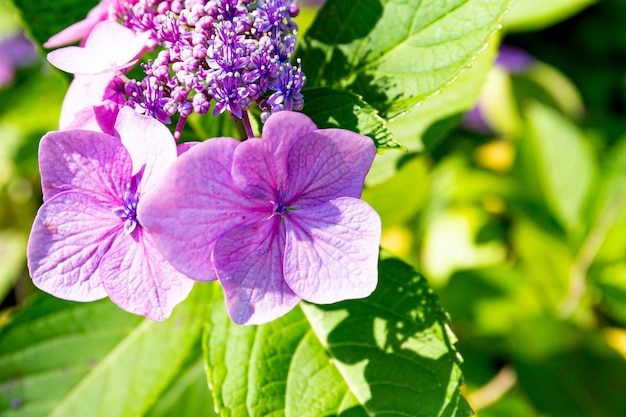 Hermosa hortensia rosa en un jardín de verano cerca de fondo floral