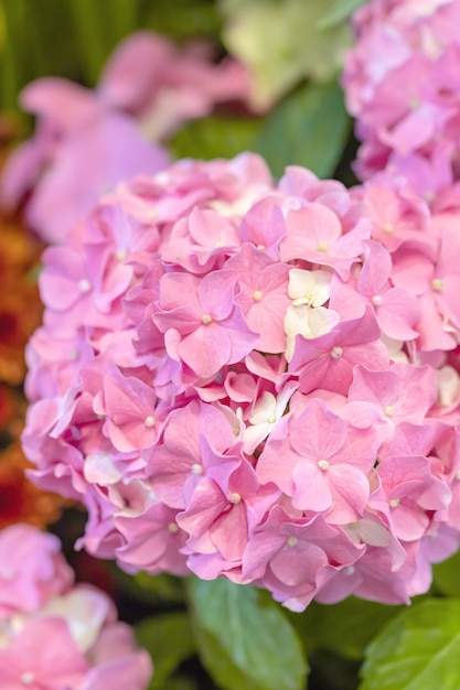 Hermosa Hortensia Rosa en el jardín.