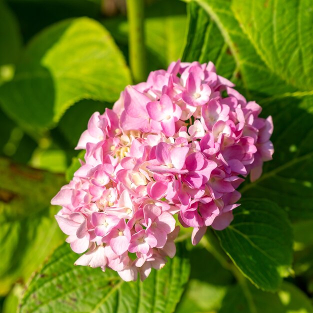 Hermosa hortensia rosa o hortensia en día soleado. Flores de verano