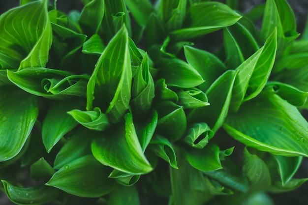 Hermosa Hosta verde deja el fondo