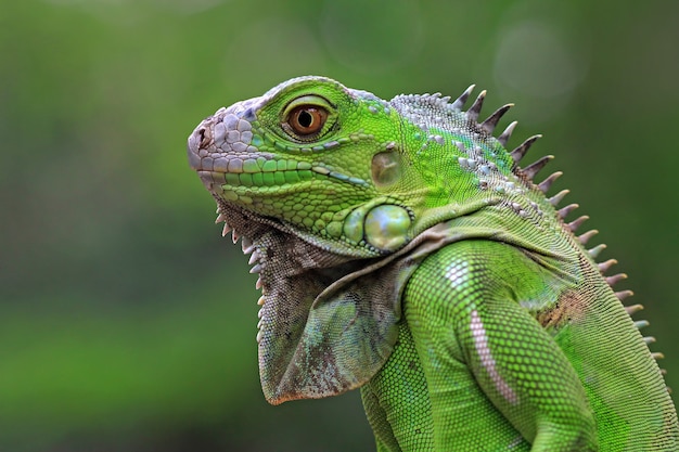 Hermosa iguana verde de cerca