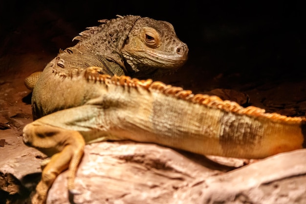 Hermosa iguana verde Iguana iguana