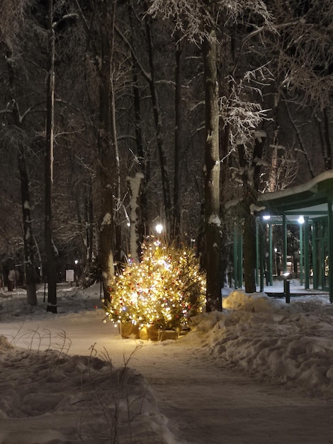 Hermosa iluminación en el parque de invierno.