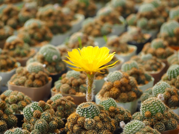 Hermosa imagen de cactus