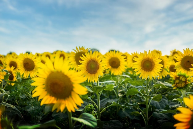 Hermosa imagen de un campo de girasoles en el fondo del cielo durante la puesta de sol