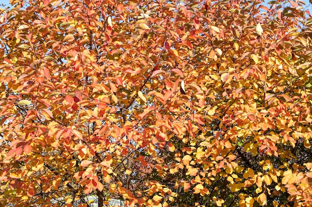 Hermosa imagen de fondo de hojas de otoño en las ramas de los árboles