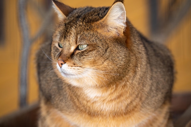 Hermosa imagen del gato de la selva Felis Chaus, un gran gato marrón de cerca con un fondo naranja oscuro borroso