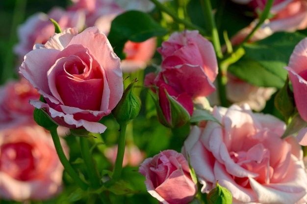 hermosa imagen rosa flores rosas en el jardín