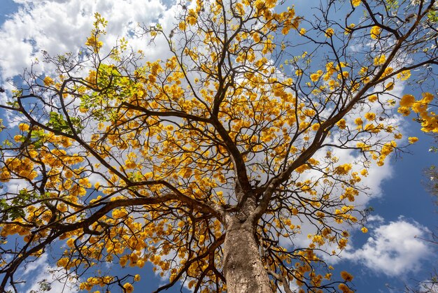 Hermosa ipe amarilla típicamente del interior de Brasil.
