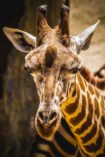 hermosa jirafa divertida en un parque zoológico