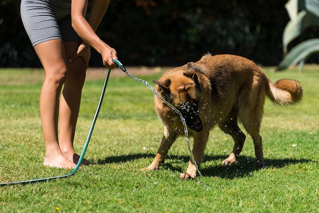 Hermosa joven limpiando con manguera a su perro pastor mascota en el jardín de su casa en un día soleado