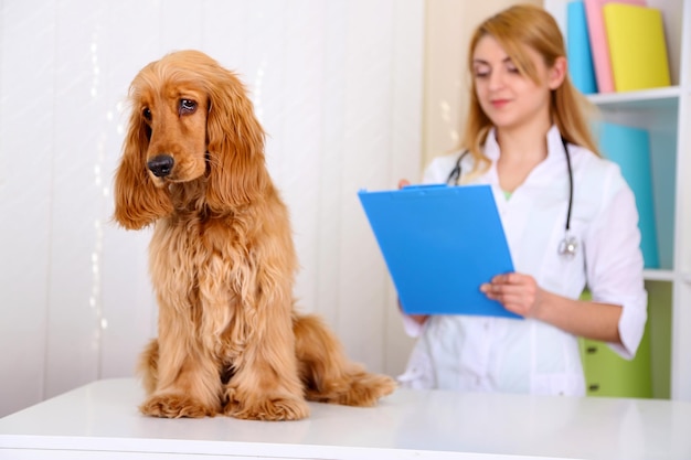 Hermosa joven veterinaria con perro en clínica