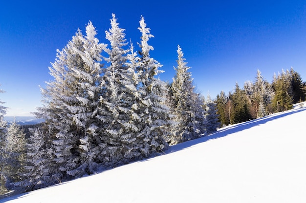 Hermosa ladera cubierta de nieve con abetos cubiertos de nieve contra el cielo azul en un día soleado de invierno El concepto de naturaleza hermosa y prístina en el país del norte