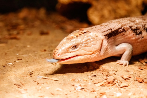 Hermosa lagartija eslizón de ojos azules tiliqua scincoides