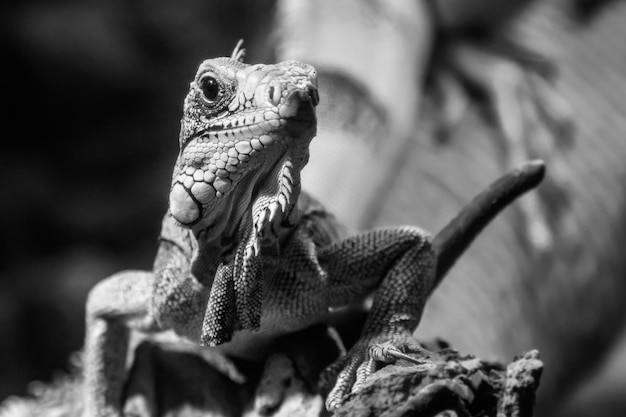 Hermosa lagartija iguana