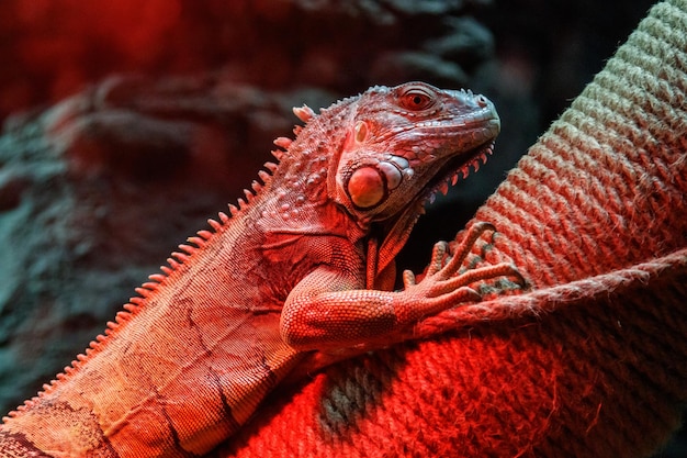 Hermosa lagartija iguana