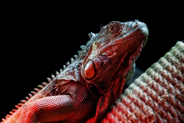 Hermosa lagartija iguana