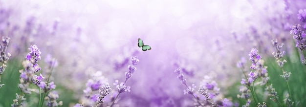 Hermosa lavanda en los rayos de luz con mariposas voladoras una foto de banner de paisaje de cuento de hadas