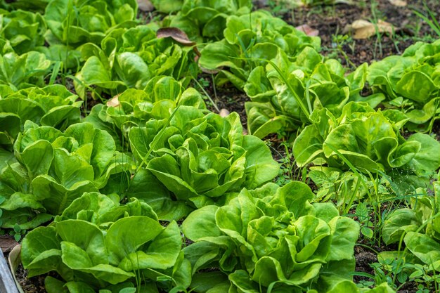 Hermosa lechuga orgánica verde Butterhead o jardín de vegetales de ensalada en el suelo que crece Cosecha Agricultura agrícola