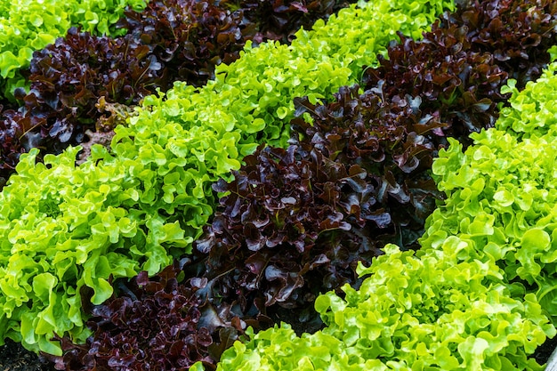 Hermosa lechuga de roble verde y rojo orgánico o ensalada de huerto en el suelo que crece, cosecha de la agricultura agrícola.